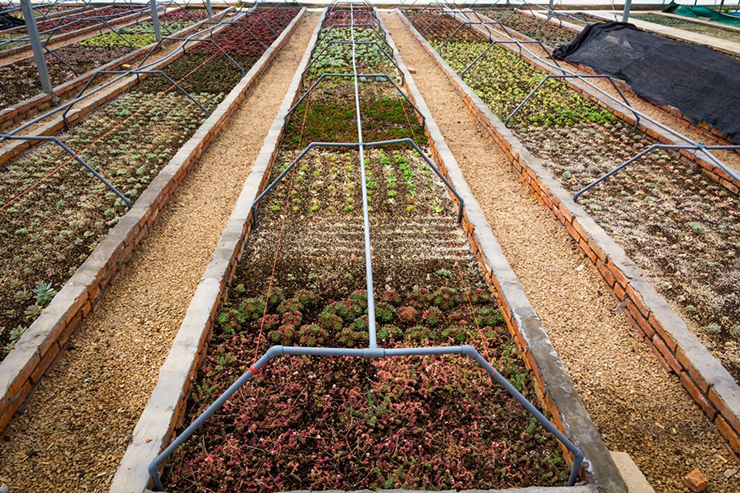 drip irrigation