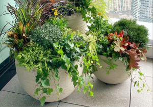 container gardening
