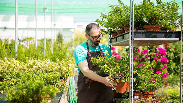 planting design and selection