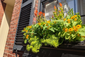 window box