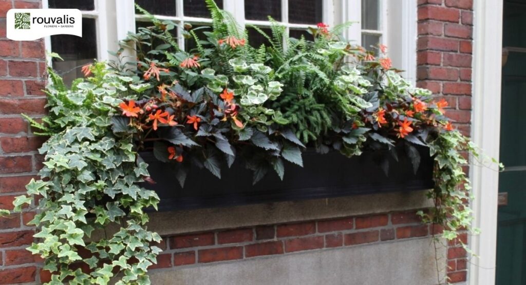 Window Boxes Boston, MA | Custom Design & Installation by Rouvalis Gardens